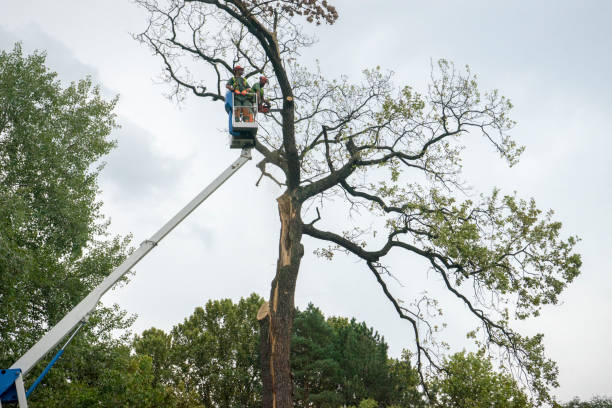 Best Tree Trimming Near Me  in Fairland, OK